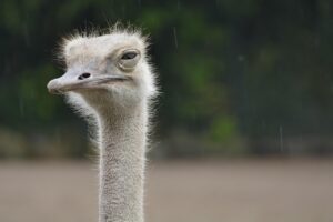 胸筋鍛えることで実現できるバストアップの効果とは？
