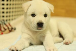 2ヶ月で成功するダイエットプランは？
